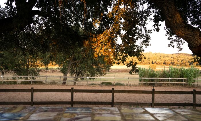 Dressur & Working Equitation auf Lusitanos