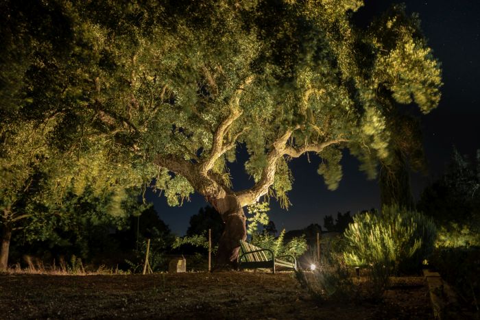 Dressur & Working Equitation auf Lusitanos