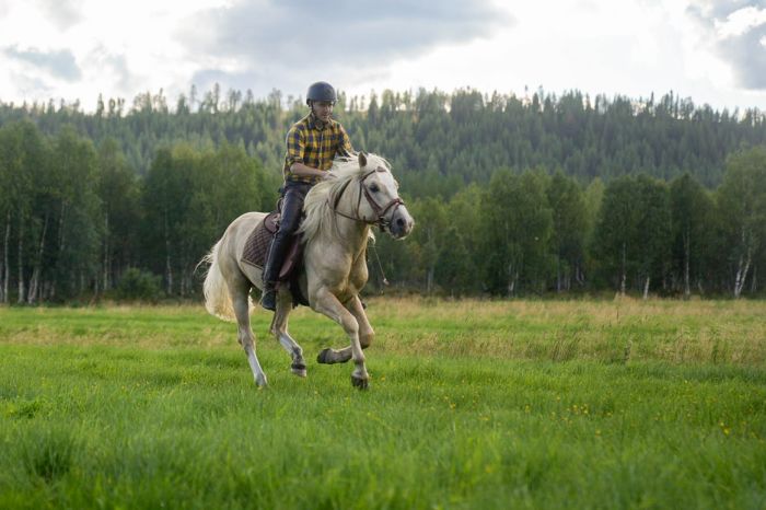 Wildes Lappland - Reiten & Bogenschiessen in Finnland