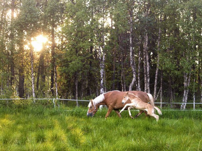 Wildes Lappland - Reiten & Bogenschiessen in Finnland