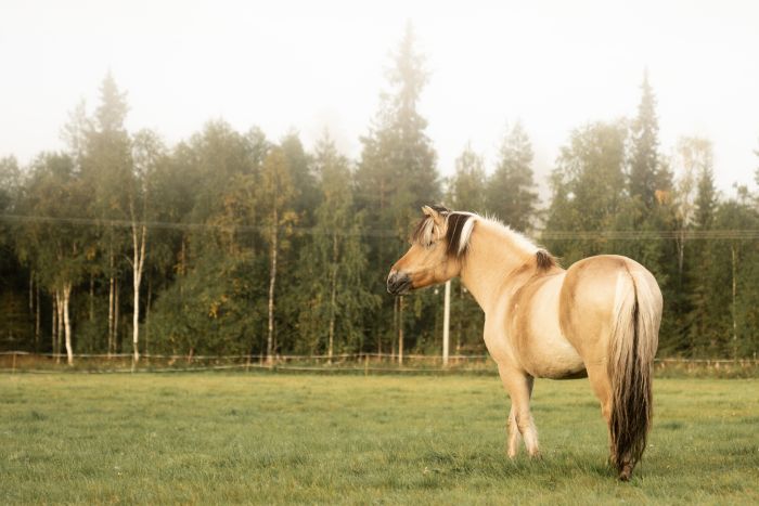 Wildes Lappland - Reiten & Bogenschiessen in Finnland