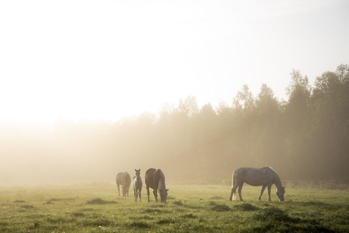 Wildes Lappland - Reiten & Bogenschiessen in Finnland