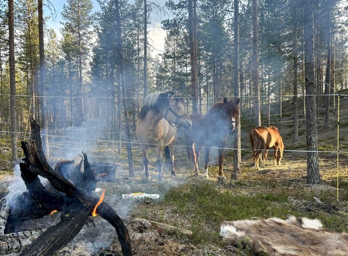 Wildes Lappland - Reiten & Bogenschiessen in Finnland