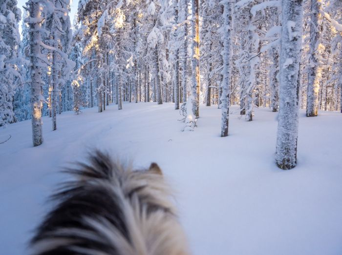 Wintertraum finnisch Lappland
