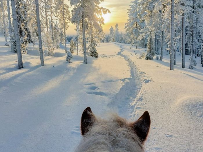 Wintertraum finnisch Lappland
