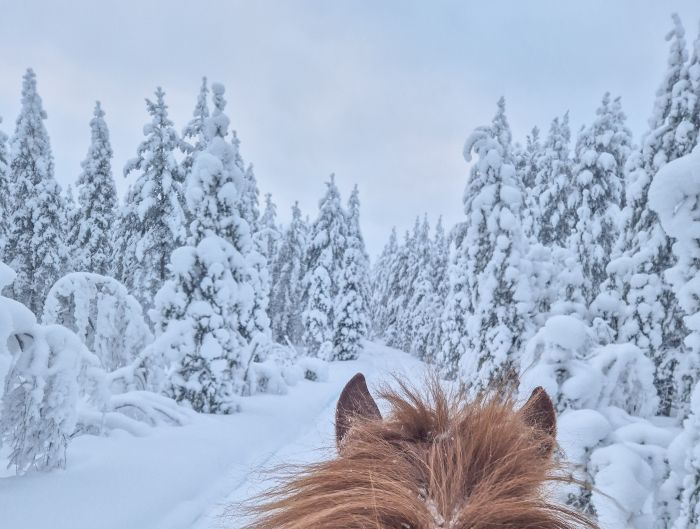 Wintertraum finnisch Lappland