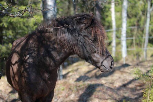 Reit- und Aktivwoche im Herzen Finnlands