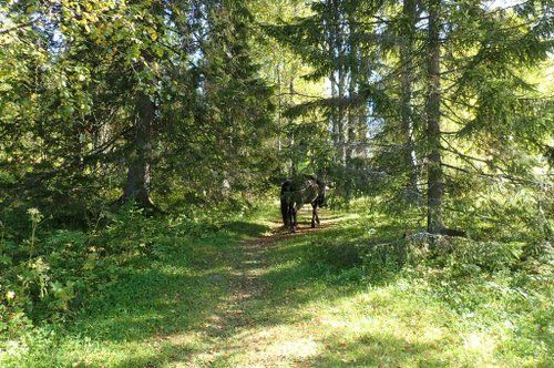 Reit- und Aktivwoche im Herzen Finnlands