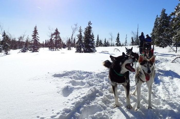 Winterabenteuer im Herzen Finnlands