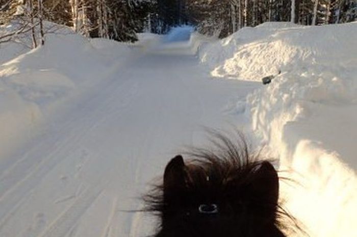 Winterabenteuer im Herzen Finnlands