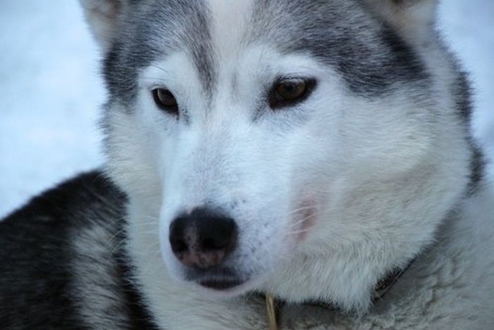 Winterabenteuer im Herzen Finnlands