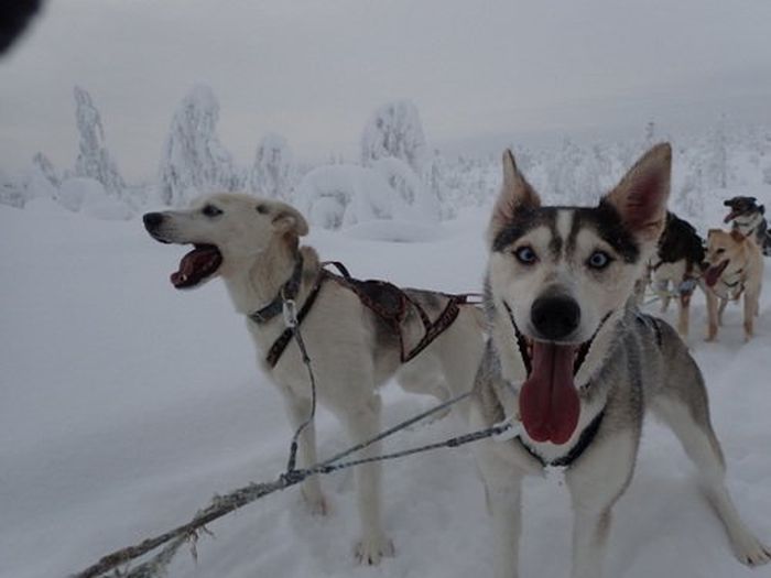 Winterabenteuer im Herzen Finnlands