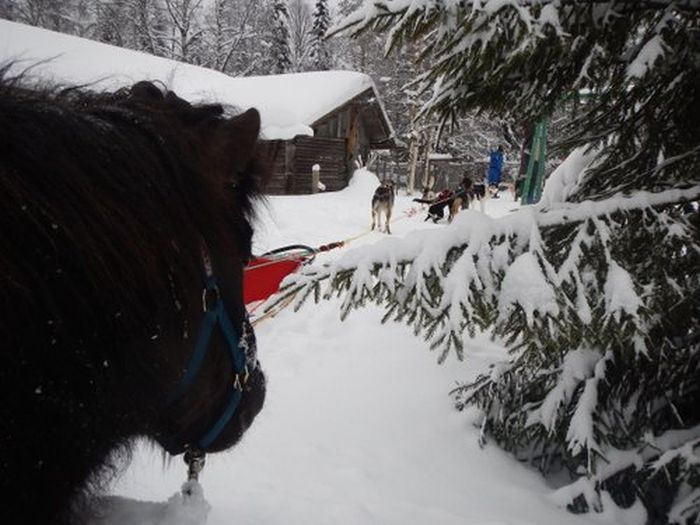 Winterabenteuer im Herzen Finnlands