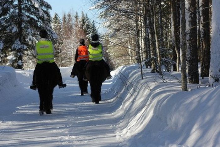 Winterabenteuer im Herzen Finnlands