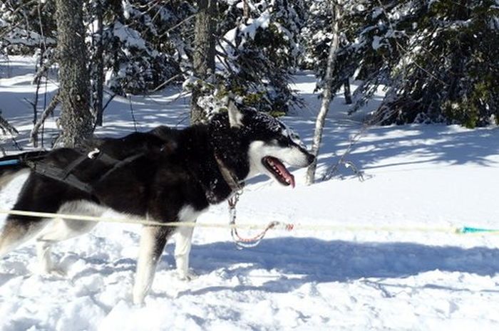 Winterabenteuer im Herzen Finnlands