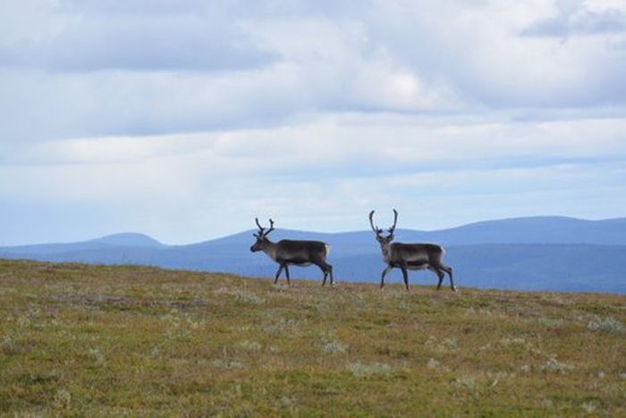 Ratekjokk Trail