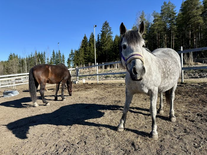 Reiten und Wohlf&uuml;hlen im Saimaa-Seengebiet