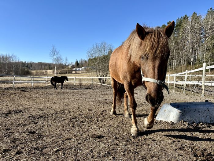 Reiten und Wohlf&uuml;hlen im Saimaa-Seengebiet