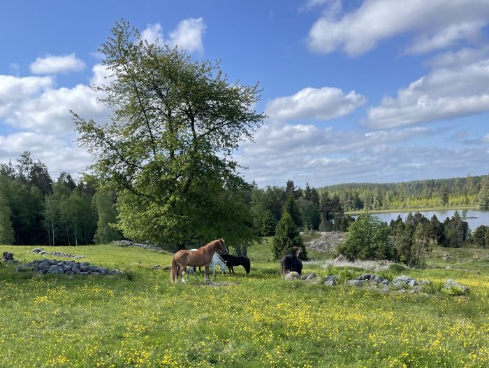 Aktive Entspannung in S&uuml;dschweden
