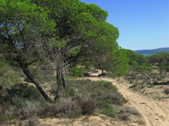 Coto de Doñana Trail