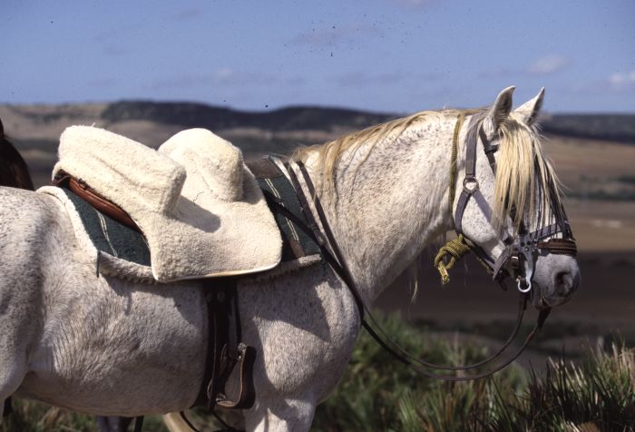 Rancho La Paz - Andalusiergestüt