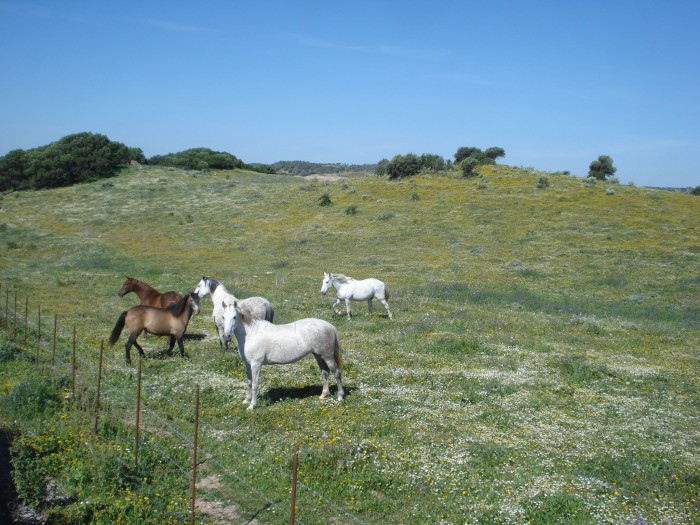 Ronda Al-Andalus