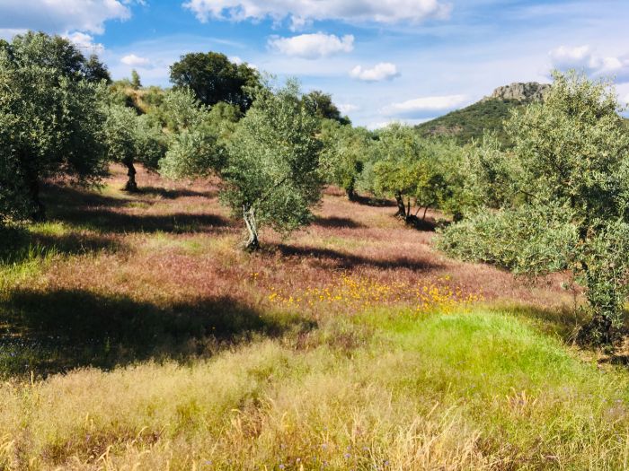 Conquistadores Ritt & Schätze der Extremadura