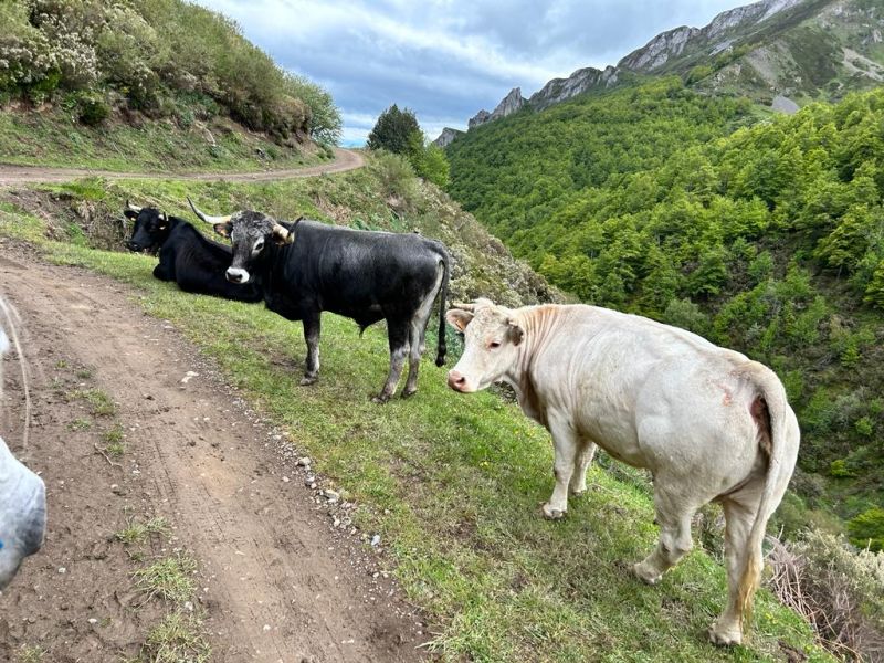 Cider Trail durch Asturien