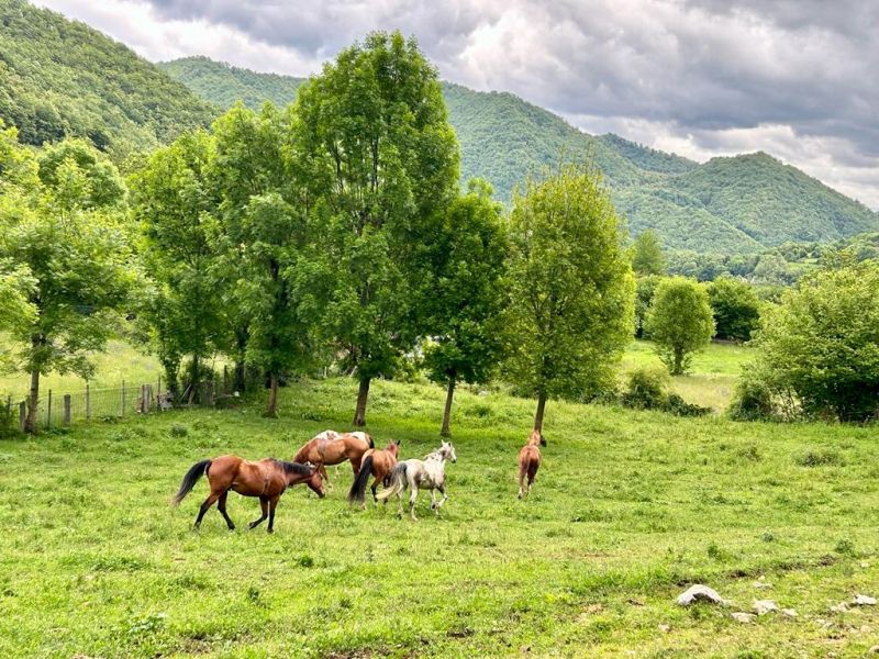 Cider Trail durch Asturien