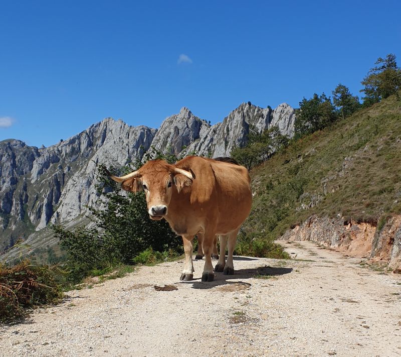 Cider Trail durch Asturien