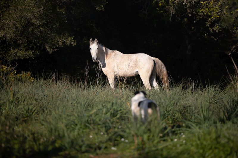 Finca Llevant