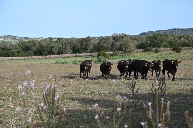 Finca Llevant