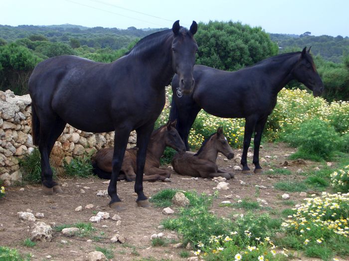 Menorca mit Komfort