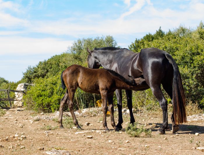 Menorca mit Komfort