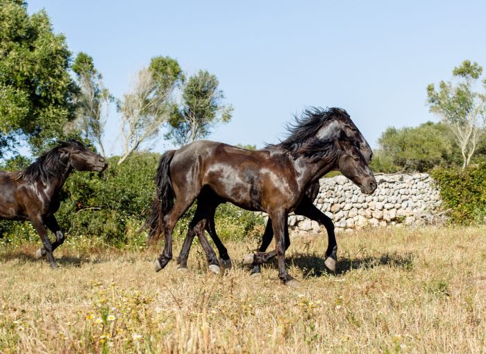 Menorca mit Komfort