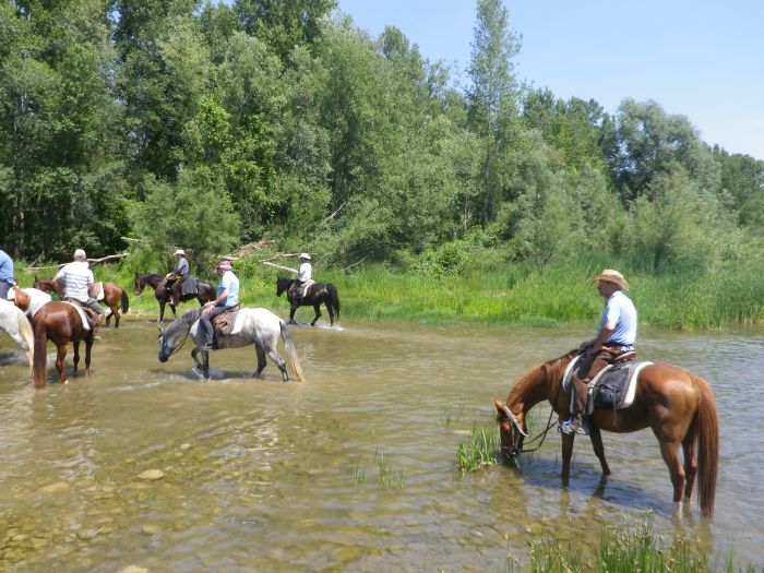 Pyrenäen Cattle Drive