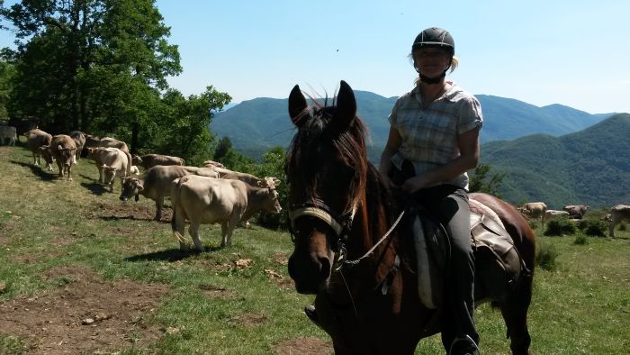 Pyrenäen Cattle Drive