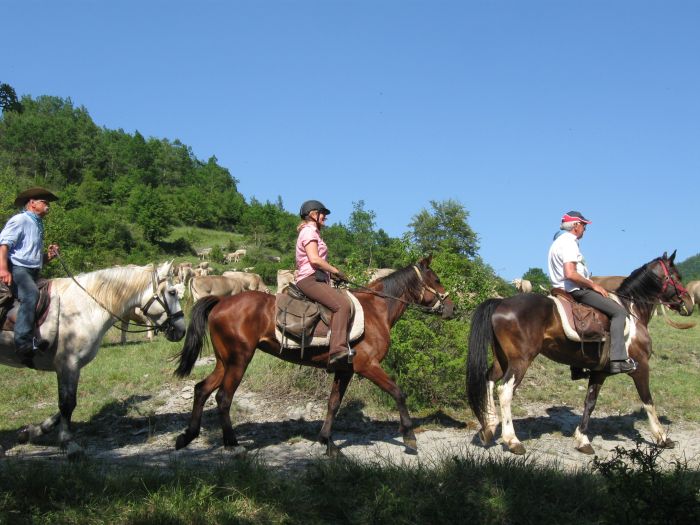 Pyrenäen Cattle Drive