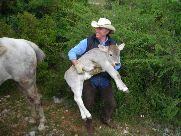 Pyrenäen Cattle Drive