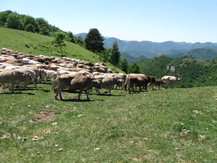 Pyrenäen Cattle Drive