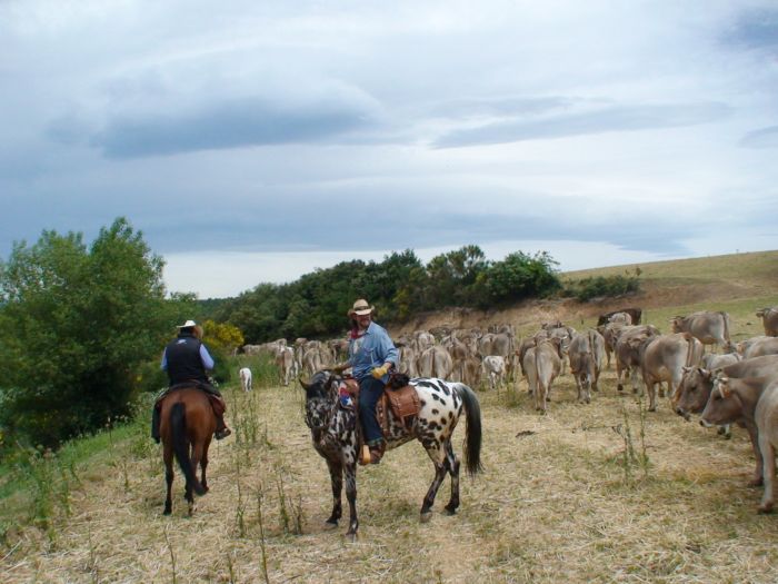 Pyrenäen Cattle Drive