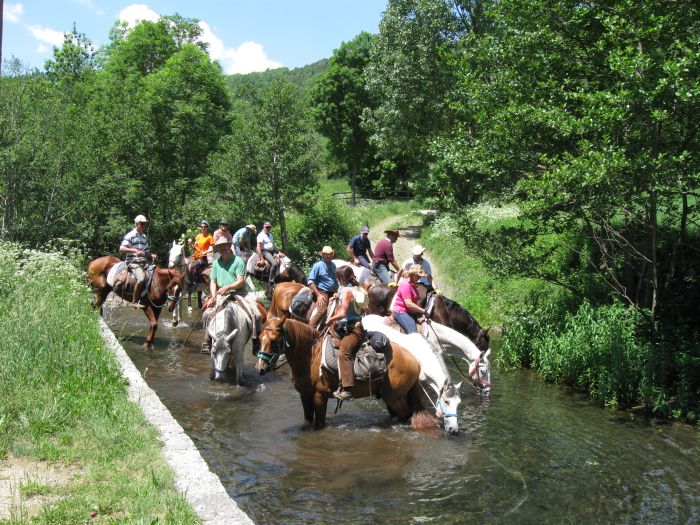 Pyrenäen Cattle Drive