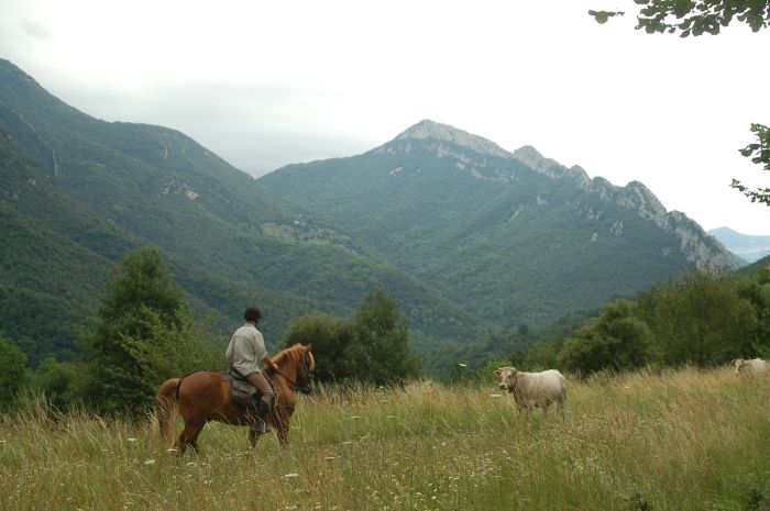 Pyrenäen Cattle Drive