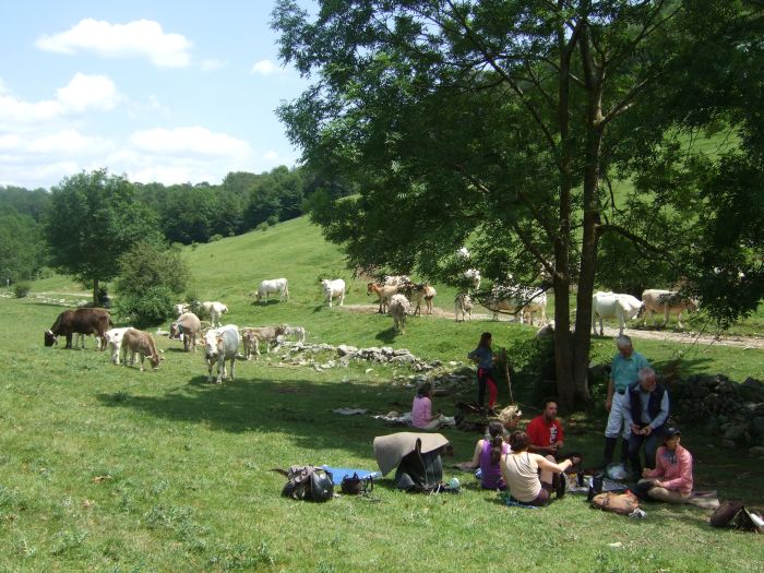 Pyrenäen Cattle Drive