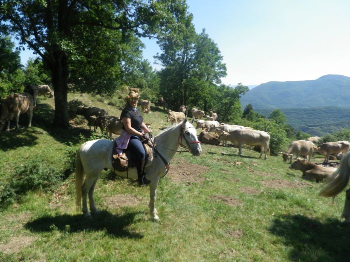 Pyrenäen Cattle Drive