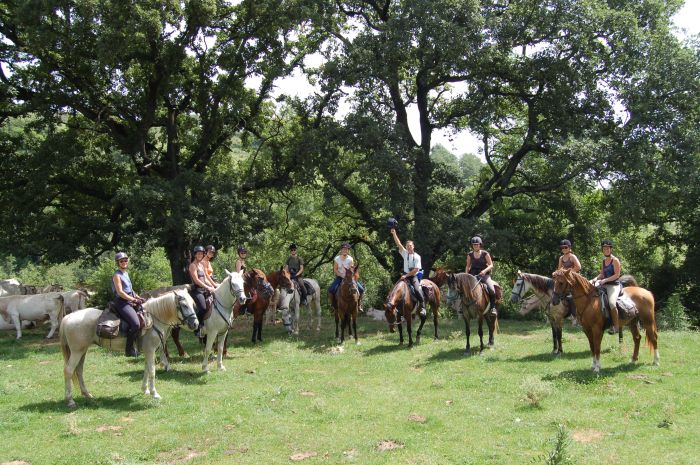 Pyrenäen Cattle Drive