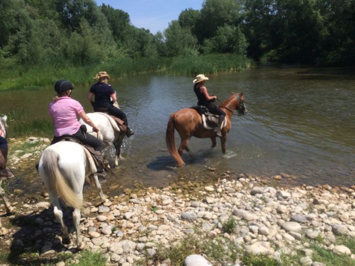 Pyrenäen Cattle Drive