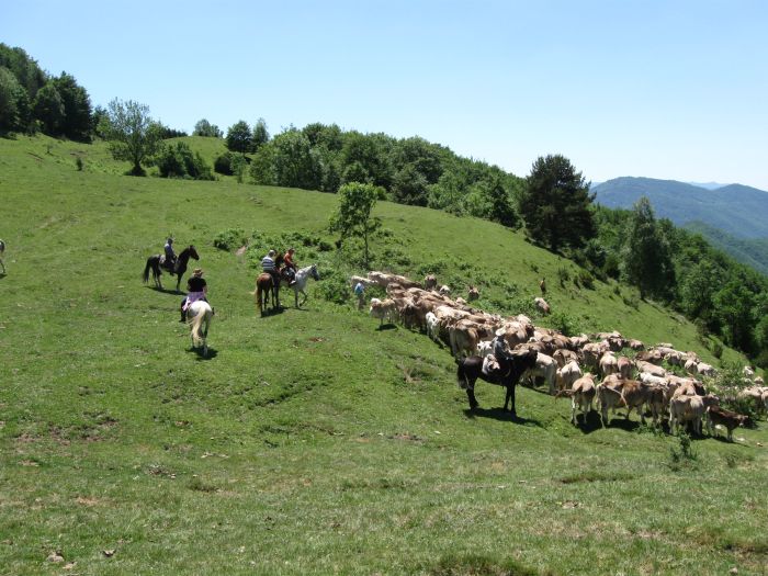 Pyrenäen Cattle Drive