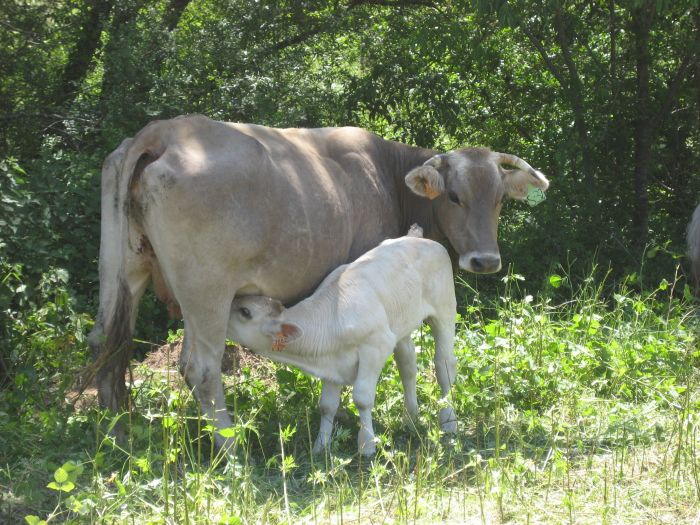 Pyrenäen Cattle Drive