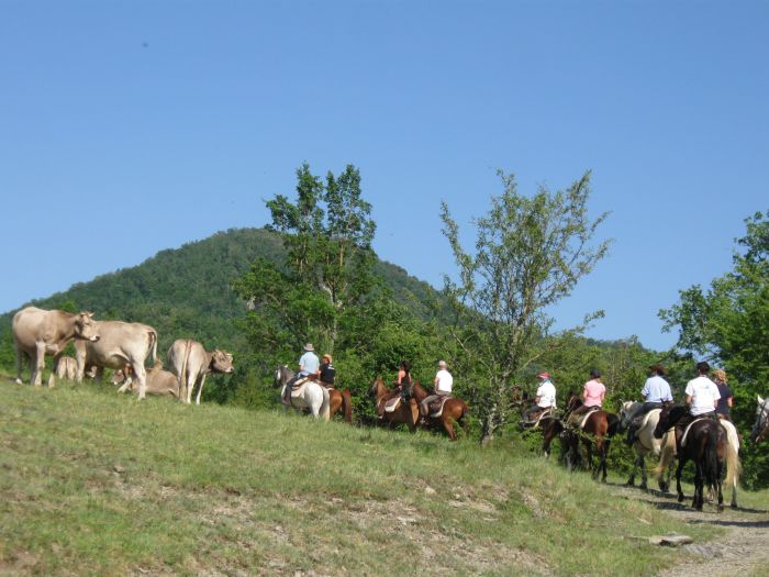 Pyrenäen Cattle Drive